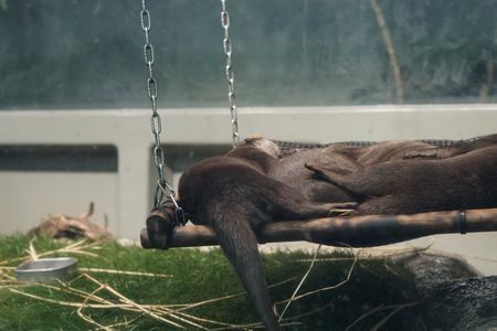 川の字でおやすみなさい