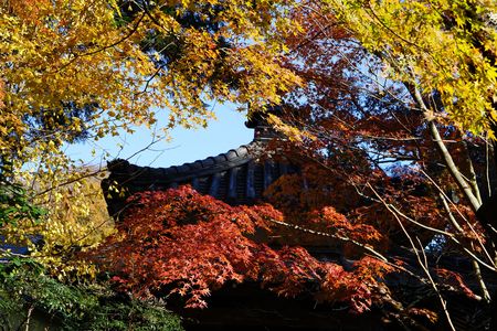 鎌倉の紅葉