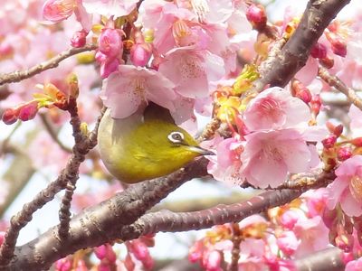 メジロの河津桜