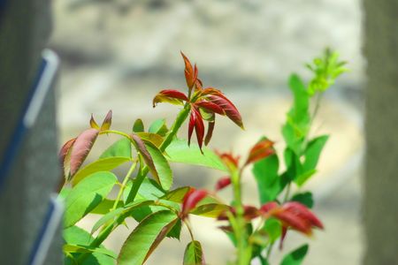 萌える薔薇の新芽