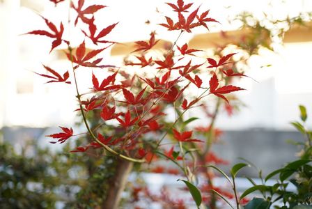 我が家の紅葉