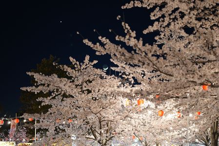 仙台西公園の夜桜　#桜#