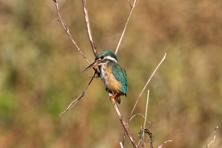 #カワセミ#さん