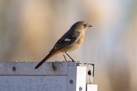 #ジョウビタキ#♀さん