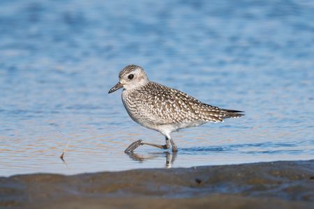 #ダイゼン#さん