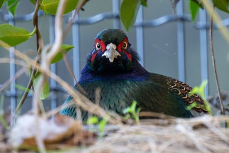 鳥 キジ の作品 Acafe Aの写真投稿サイト ソニー