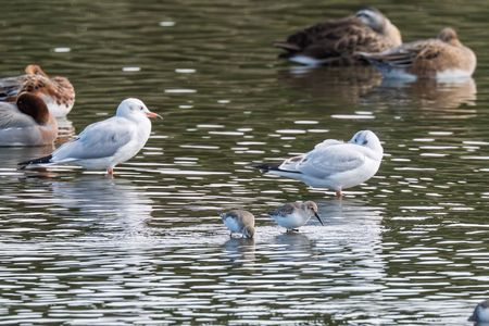 #ハマシギ#さん＆#ユリカモメ#さん