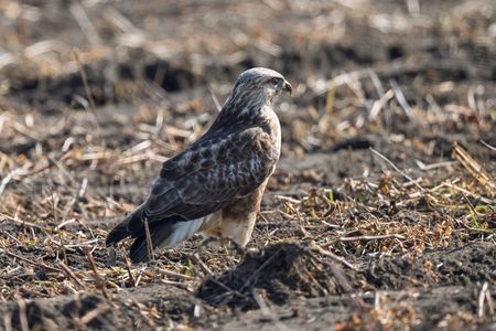 畑で寛ぐ#ノスリ#さん