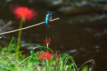 彼岸花と一緒に！