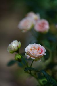 薔薇の花