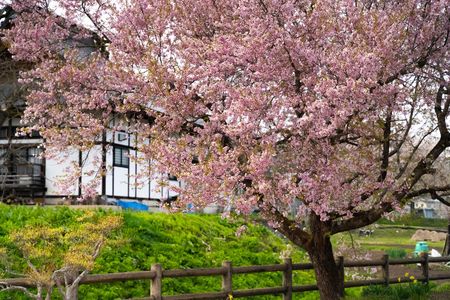 藁ぶき屋根解体中の脇の桜