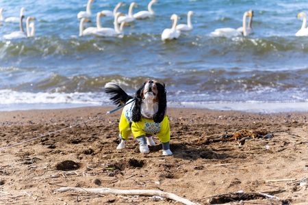 おーい！白鳥さ～ん　#生きもの_ペット#