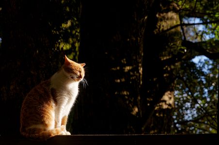 森の午後のひととき