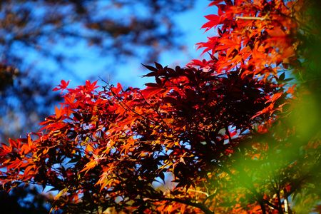 色づきはじめの中の紅～正暦寺(奈良）