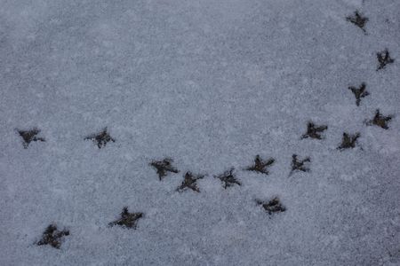 雪の公園