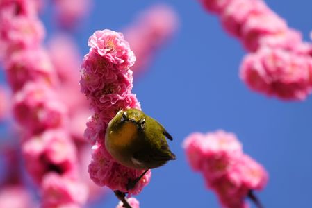 散歩コースの梅林公園にて