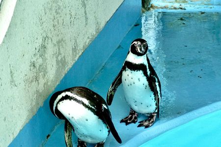 桂浜の兄弟ペンギン
