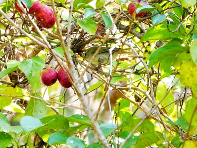 秋のごちそう　#ウグイス#