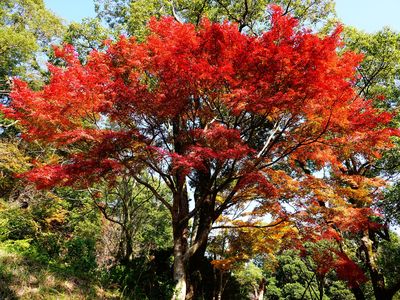 稲佐山にも秋が来た！！