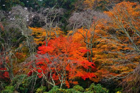 紅葉模様