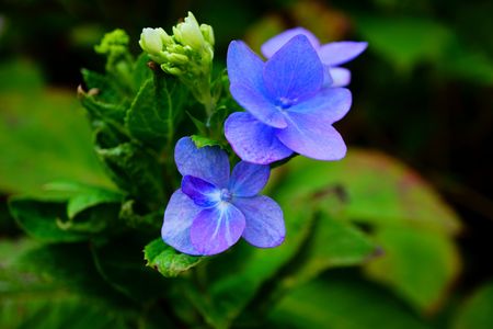 季節外れと秋の花