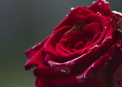 雨に濡れた赤いバラ