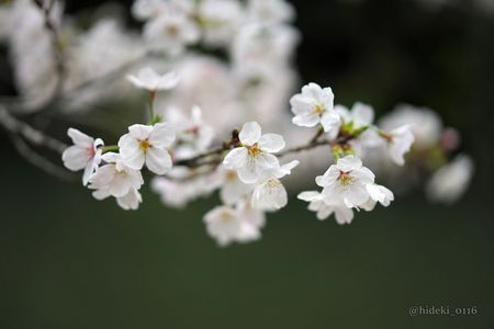 堀に映える桜花