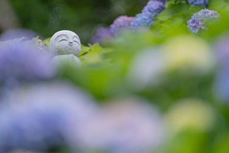 紫陽花寺