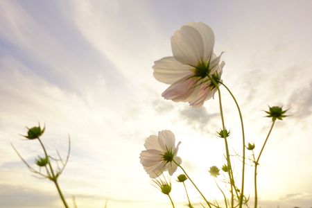 プラチナの雲と白いコスモス