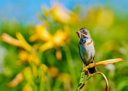 獲物を見せびらかしています