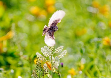 ホオアカの飛翔