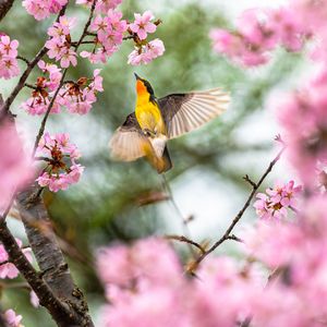 桜の中で飛び立つキビタキ