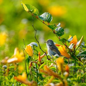 ウグイスの小休止