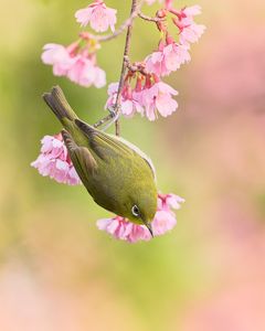 桜ジロー