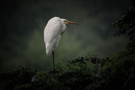 戻らぬ人を想う雨