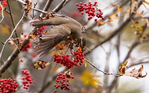 マミチャの季節Ⅱ