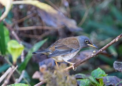 シロハラが来ています＠MF