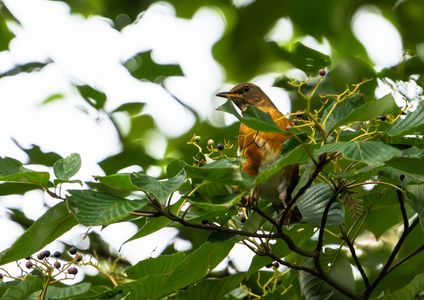 MFのミズキには#アカハラ#、アオバトが来ています。