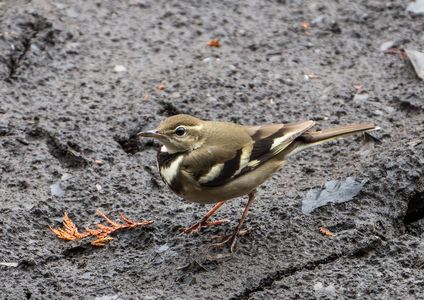 #イワミセキレイ#－２