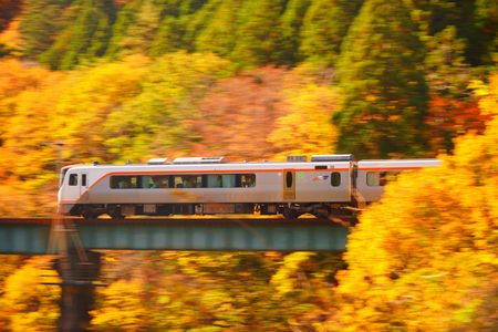 黄葉を駆け抜けて