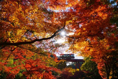 錦秋の石清水八幡宮へ