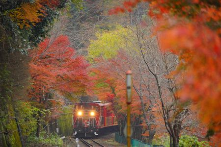 晩秋の保津峡トロッコ