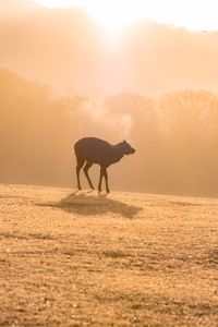 しゃむい(寒い)