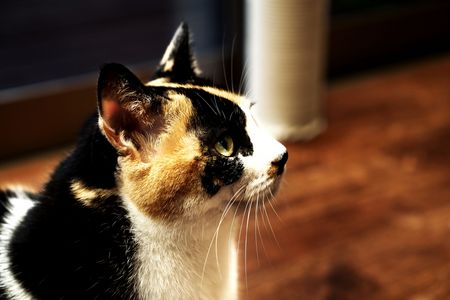 きなこさん 2025/10 (副題:ウィニングパット)