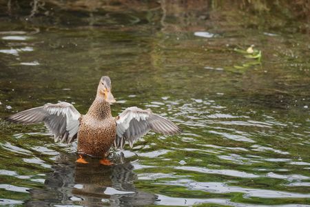 羽を伸ばして~🎶