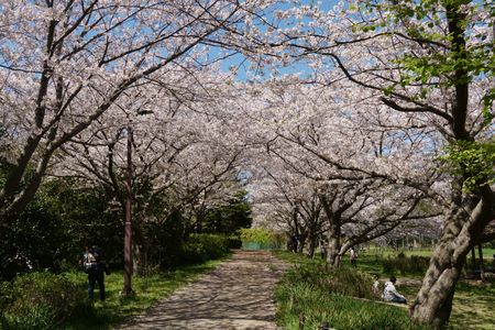 実籾公園の桜並木