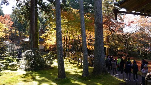 三千院の有清園の紅葉