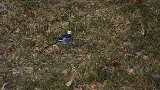 葛西臨海公園のハクセキレイ