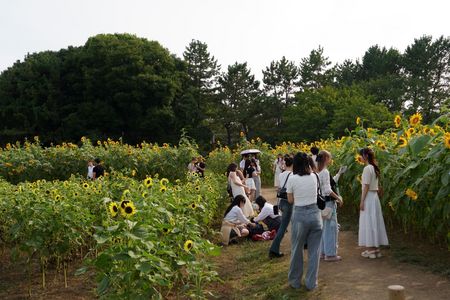 葛西臨海公園のひまわり畑