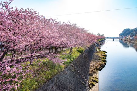 河津桜を観に行きました